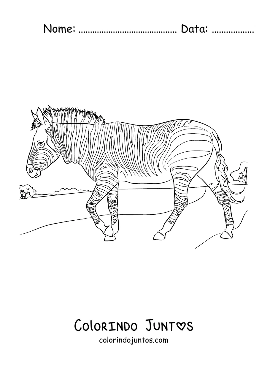 Desenho para colorir de uma zebra caminhando ao sol