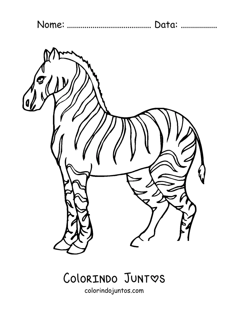 Desenho para colorir de uma zebra em pé de perfil