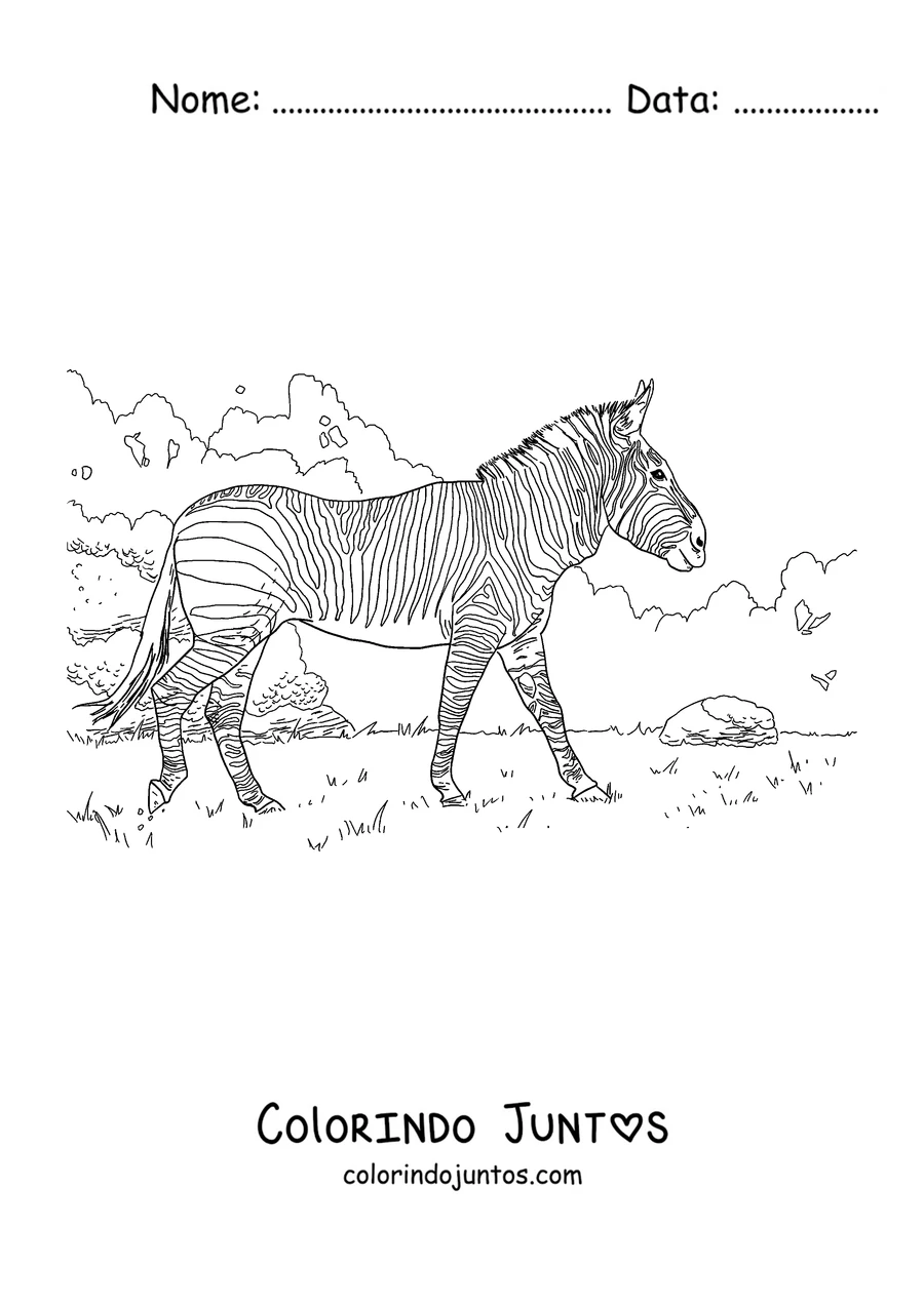 Desenho para colorir de uma zebra passeando pela savana