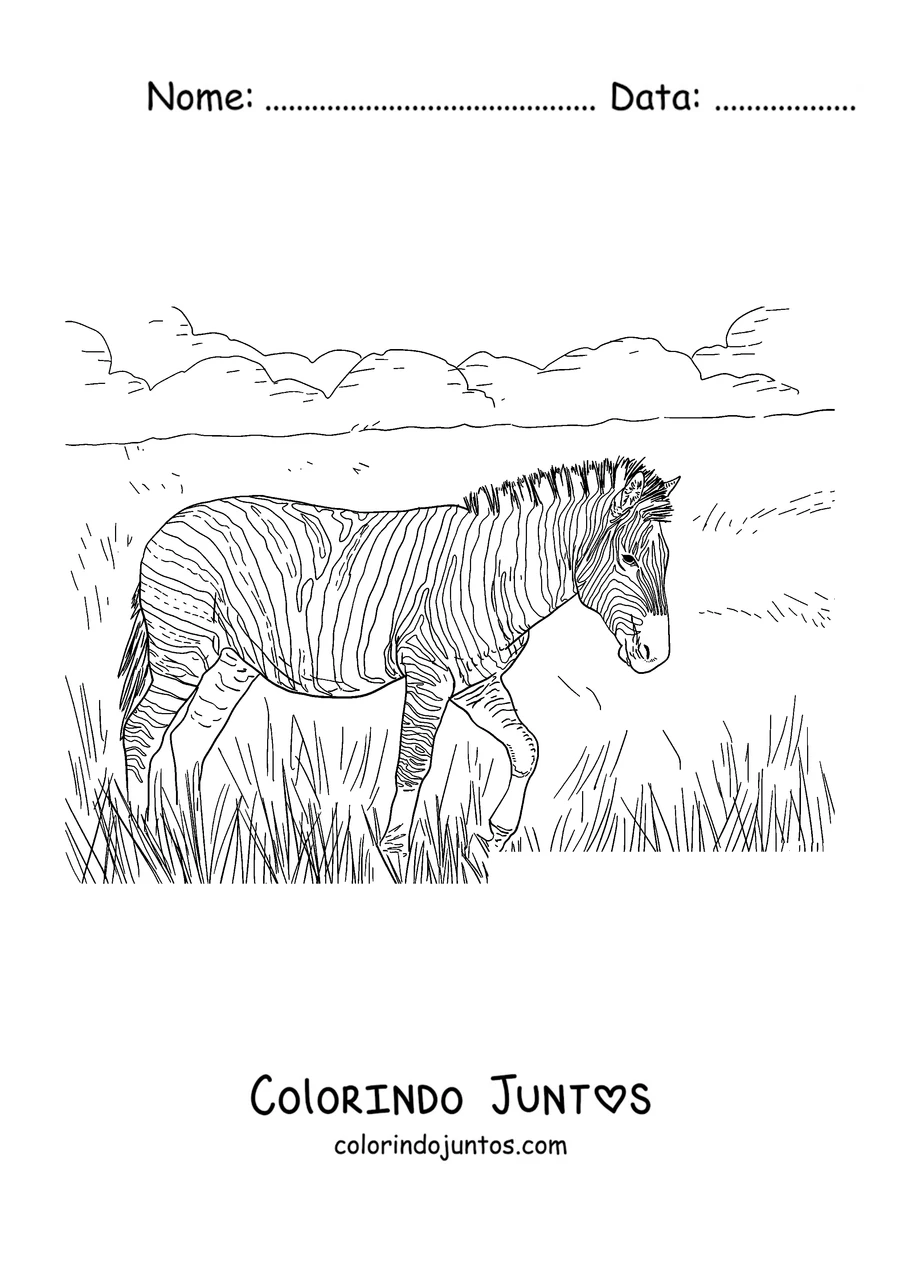 Desenho para colorir de uma zebra caminhando pelo capim alto