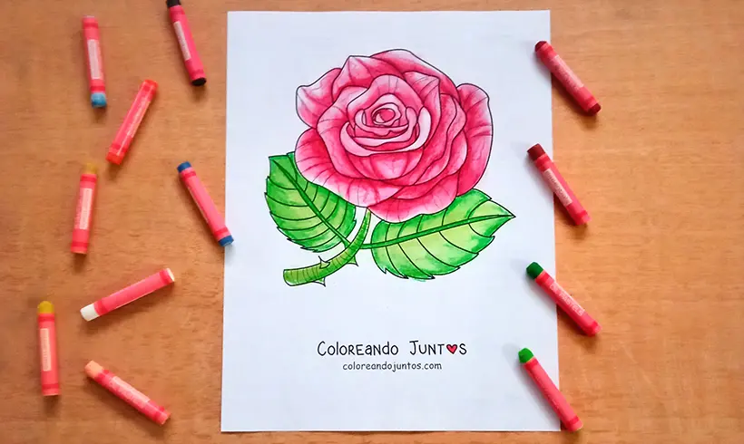 Desenho de rosa colorida pela Colorindo Juntos
