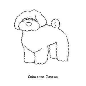 Desenho para colorir de um poodle
