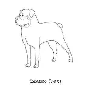 Desenho para colorir de um rottweiler