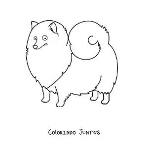 Desenho para colorir de um lulu da pomerânia