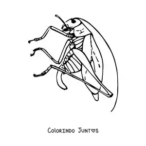 Desenho para colorir de um gafanhoto realista