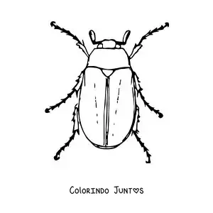 Desenho para colorir de um besouro-de-maio realista grande