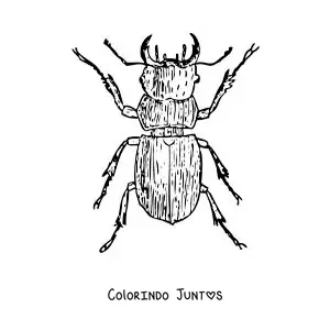 Desenho para colorir de um besouro rola-bosta realista