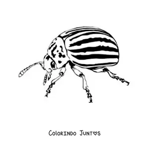 Desenho para colorir de besouro-da-batata realista