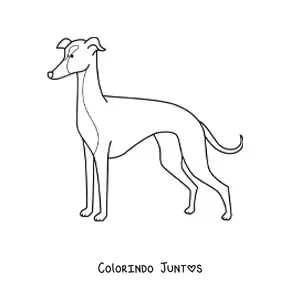 Desenho para colorir de um galgo italiano