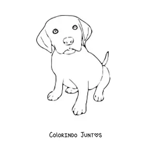 Desenho para colorir de um filhote de labrador