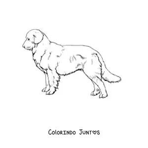 Desenho para colorir de um golden retriever realista