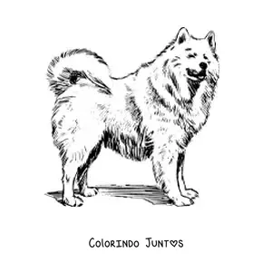 Desenho para colorir de um samoieda realista