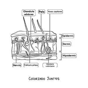 Desenho para colorir de partes da pele como órgão do sentido do tato