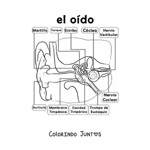 Desenho para colorir das partes do órgão da audição