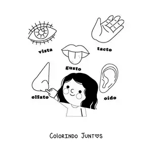 Desenho para colorir dos órgãos dos 5 sentidos animados para crianças