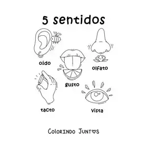 Desenho para colorir de exemplos animados dos 5 sentidos para crianças
