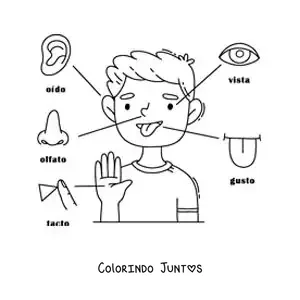 Desenho para colorir dos 5 sentidos no corpo humano para crianças