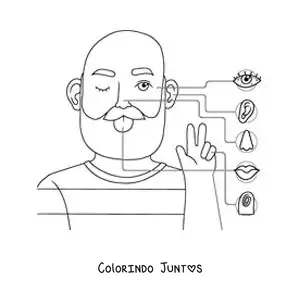 Desenho para colorir dos órgãos dos 5 sentidos no corpo