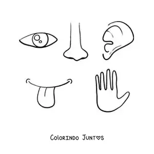 Desenho para colorir de partes do corpo dos 5 sentidos