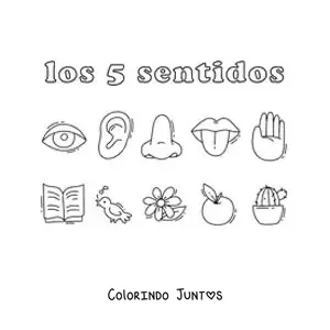 Desenho para colorir dos órgãos dos cinco sentidos humanos e exemplos