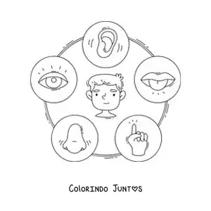 Desenho para colorir de ficha educativa com desenhos animados dos cinco sentidos