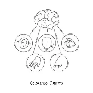 Desenho para colorir dos cinco sentidos e do cérebro humano