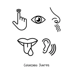 Desenho para colorir de símbolos dos cinco sentidos