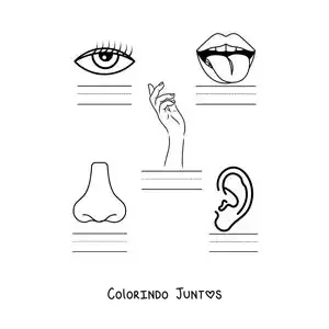 Desenho para colorir de atividade educativa dos cinco sentidos