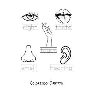 Desenho para colorir de atividade educativa dos cinco sentidos em inglês