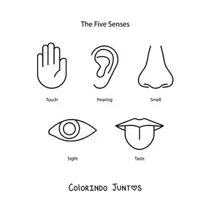 Desenho para colorir dos cinco sentidos em inglês para crianças