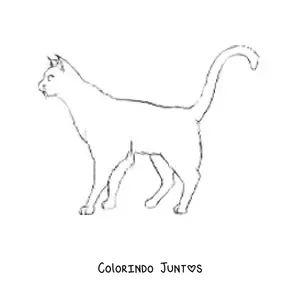 Desenho para colorir de um gato caminhando