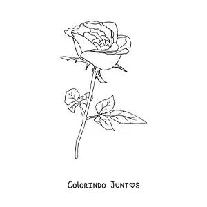 Desenho para colorir de uma rosa com folhas