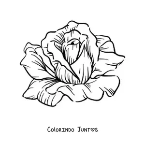 Desenho para colorir de uma rosa grande realista