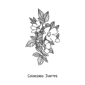 Desenho para colorir de uma rosa silvestre