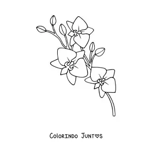 Desenho para colorir de um ramo de orquídeas phalaenopsis
