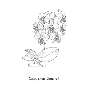 Desenho para colorir de várias orquídeas phalaenopsis com folhas