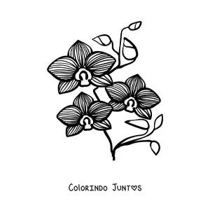 Desenho para colorir de um ramo de orquídeas phalaenopsis com folhas
