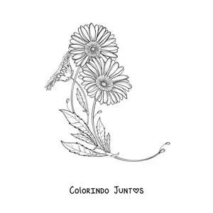Desenho para colorir de duas margaridas com folhas