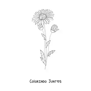Desenho para colorir de uma margarida e seus botões