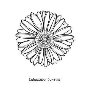 Desenho para colorir de uma margarida grande realista de frente