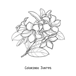 Desenho para colorir de um ramo de lírios com folhas