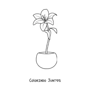 Desenho para colorir de um lírio em um vaso