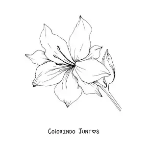 Desenho para colorir de um lírio grande com folhas