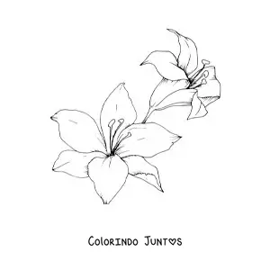 Desenho para colorir de dois lírios grandes