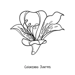 Desenho para colorir de um lírio grande