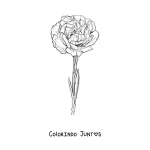 Desenho para colorir de um cravo realista