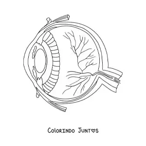 Desenho para colorir de uma seção transversal de um olho humano mostrando suas diferentes partes