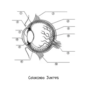 Desenho para colorir de uma seção transversal de um olho humano apontando com setas suas diferentes partes