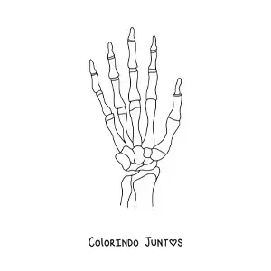 Desenho para colorir dos ossos da mão