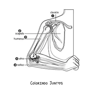 Desenho para colorir das partes do braço